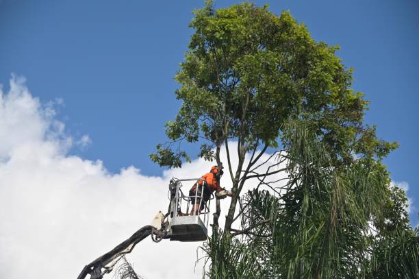 How Our Tree Care Process Works  in  Reminderville, OH